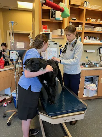 Trusty Vet Picture 6