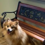 Red Barn Animal Hospital