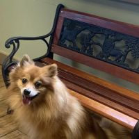 Red Barn Animal Hospital ico