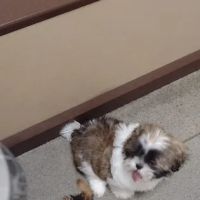 Pulaski Veterinary Clinic ico
