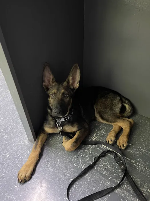 Giles County Animal Hospital Picture 4