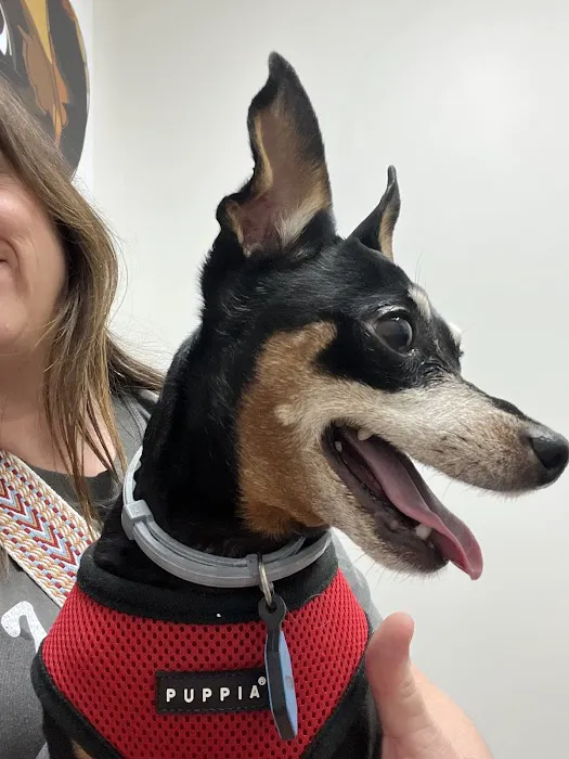 Lighthouse Veterinary Allergy & Dermatology Picture 1