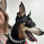 Lighthouse Veterinary Allergy & Dermatology
