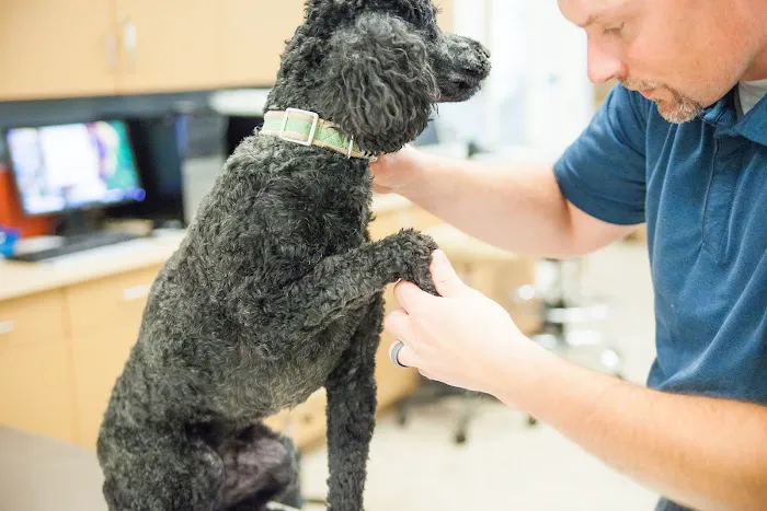 Lighthouse Veterinary Allergy & Dermatology Picture 2