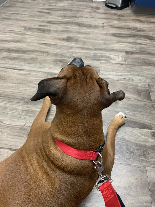 Lighthouse Veterinary Allergy & Dermatology Picture 5