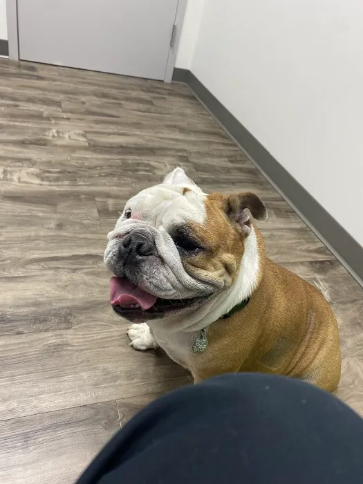 Lighthouse Veterinary Allergy & Dermatology Picture 8