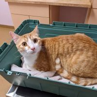 All Pets Health Center ico