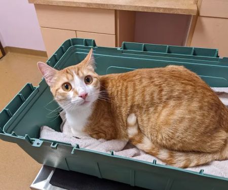 All Pets Health Center