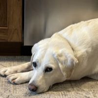 Animal Care Center of Carters Creek ico