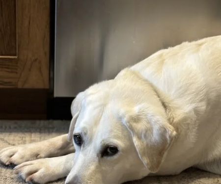 Animal Care Center of Carters Creek