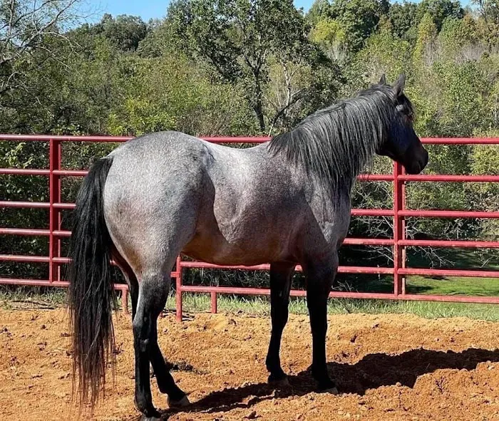 Tennessee Equine Hospital Picture 1