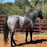 Tennessee Equine Hospital