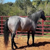 Tennessee Equine Hospital ico