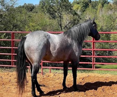 Tennessee Equine Hospital