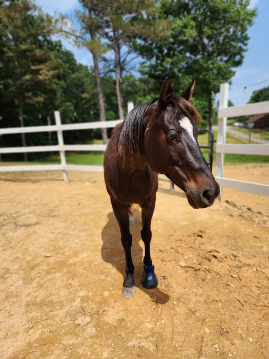 Tennessee Equine Hospital Picture 7
