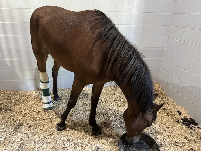 Tennessee Equine Hospital Picture 5