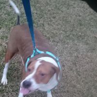 Town & Country Animal Hospital ico