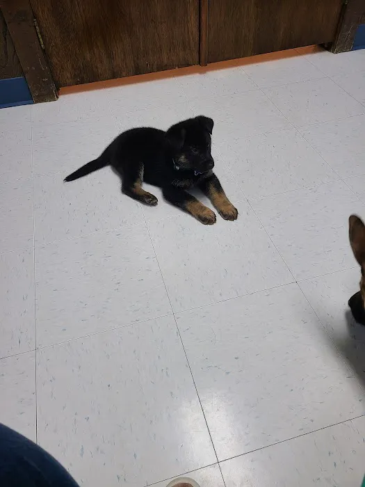 Town & Country Animal Hospital Picture 7