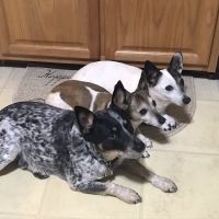 Mc Minnville Animal Care ico