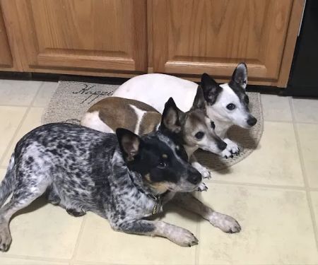 Mc Minnville Animal Care