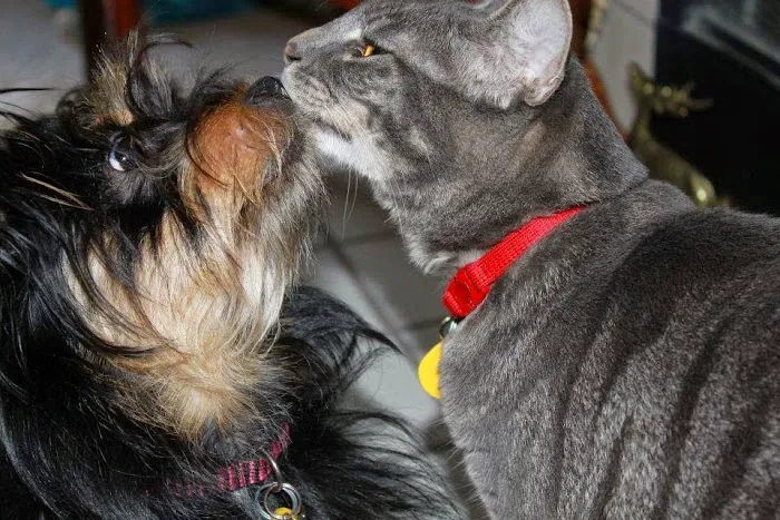 Mc Minnville Animal Care Picture 2