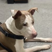 Mountains View Veterinary ico