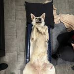 Cannon County Animal Clinic