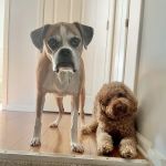 Valley View Veterinary Services