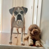 Valley View Veterinary Services ico