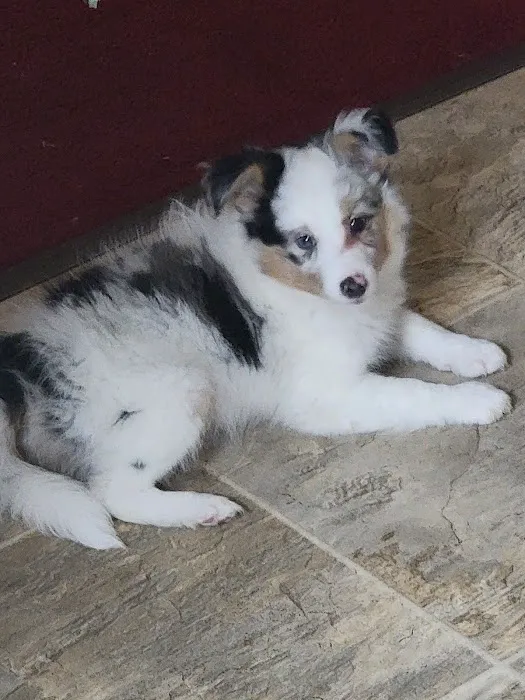 Kirk Veterinary Clinic Picture 8