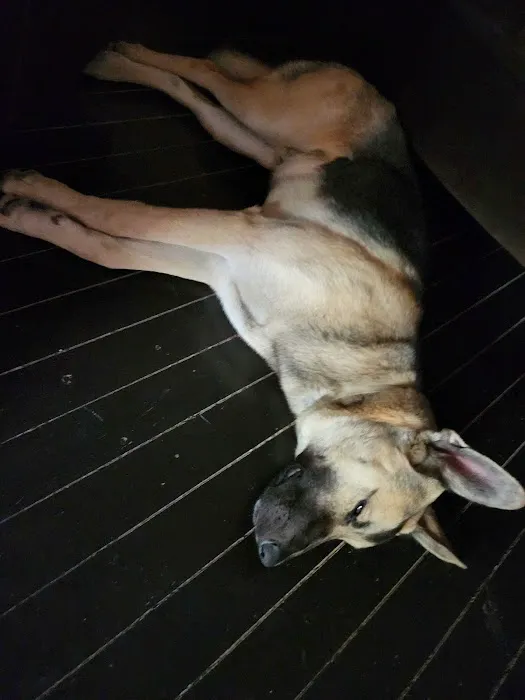 The Pet Clinic Picture 1