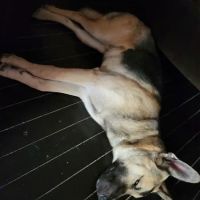 The Pet Clinic ico