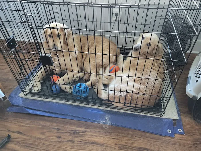 The Pet Clinic Picture 4