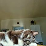 Dairyland Animal Clinic SC