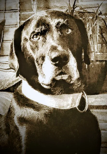 Ladyvet Animal Hospital Picture 2