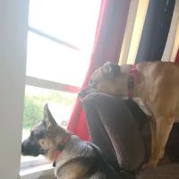 Osseo Veterinary Clinic ico
