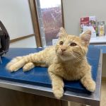 Heritage Pet Hospital
