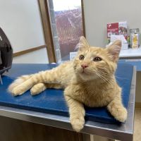 Heritage Pet Hospital ico