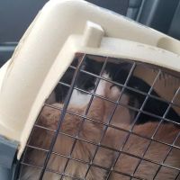 Med City Animal Hospital ico