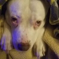 Eyota Veterinary Clinic ico