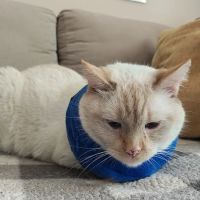 St. Charles Veterinary Clinic ico