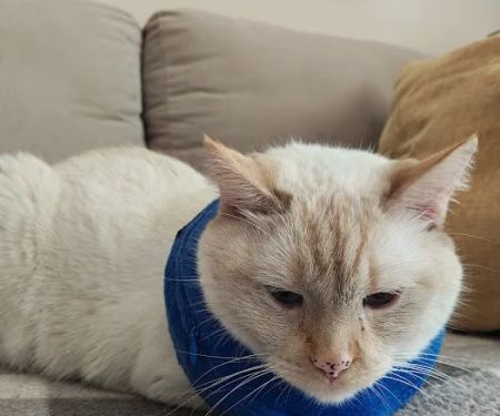 St. Charles Veterinary Clinic