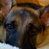 Predmore Veterinary Clinic ico