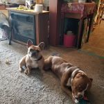 Homeward Bound Animal Clinic