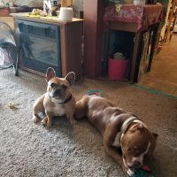 Homeward Bound Animal Clinic ico