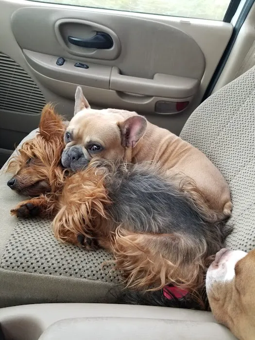 Homeward Bound Animal Clinic Picture 4