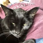 Broadway Veterinary Hospital