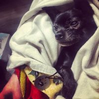 Animal Doctor ico