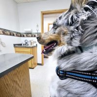 Long Prairie Veterinary Clinic ico