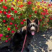 RAD Pets Affordable Surgery Ctr ico